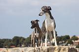 WHIPPET 274